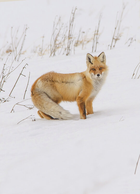Патрикеевна - Михаил Белоусов