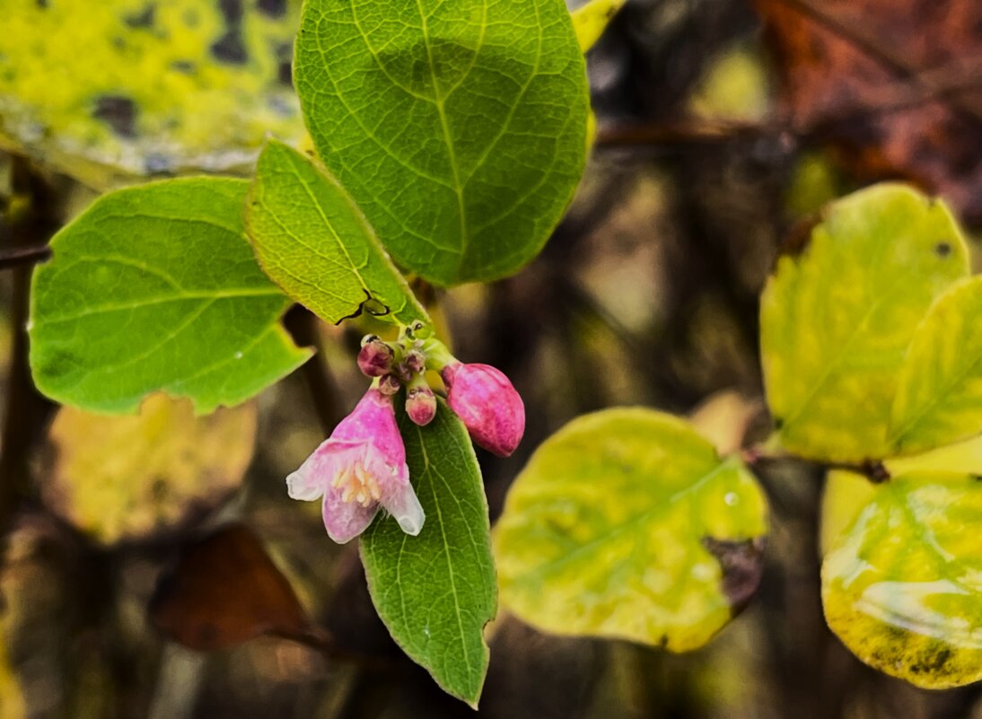 ***маленький - удаленький*** - Olga Oskolkova