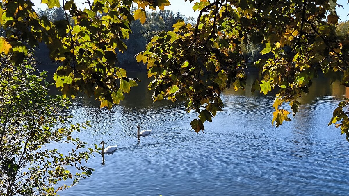 На Крестовском острове. - Ольга 