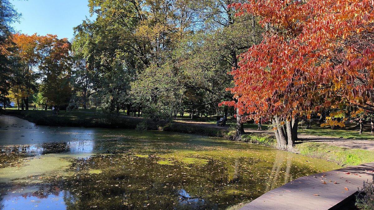 Багрец и золото октября. - Ольга 