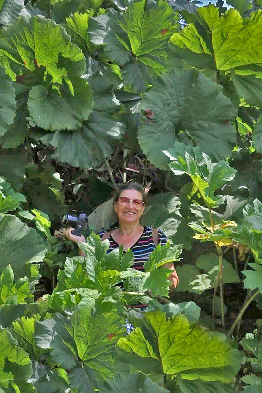 О лопухах Сахалина - ИРЭН@ .