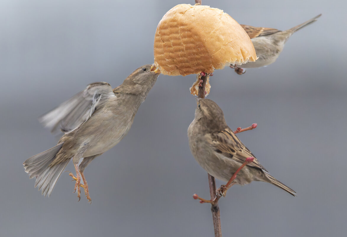 из жизни воробьев . - юрий макаров