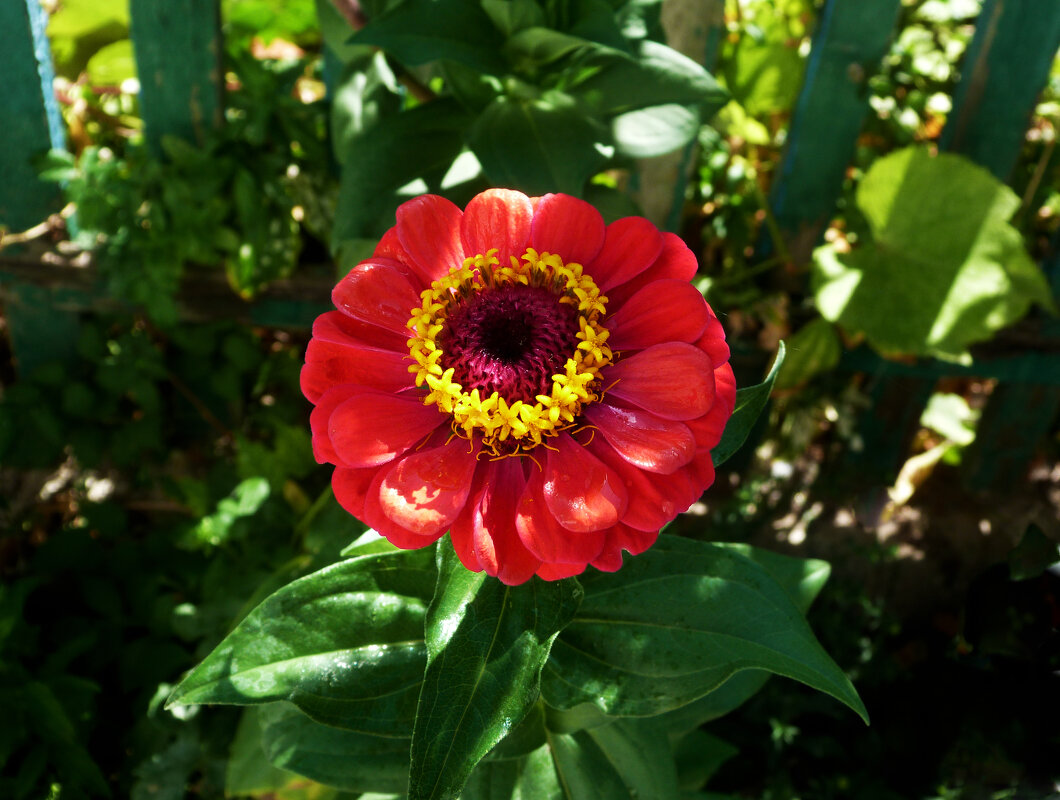 Циния - Валентин Семчишин