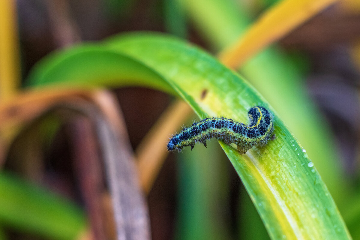 Неожиданная встреча 31 октября. - Анатолий. Chesnavik. Неожиданная встреча 31 октября. - Анатолий. Chesnavik.