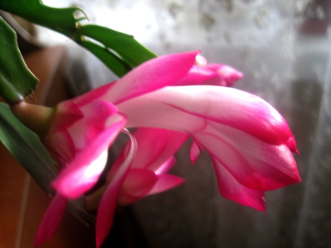 Декабрист - Елена Семигина Декабрист - Елена Семигина