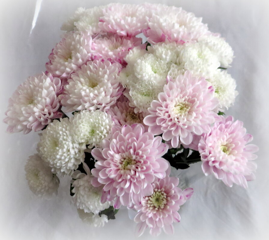 Нежность - Ирина Олехнович