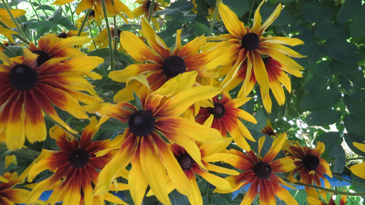 В ярких красках - Ирина Олехнович