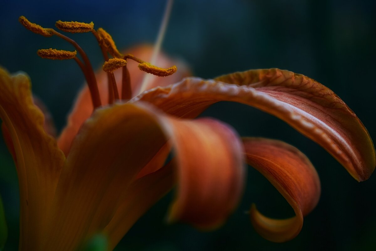 Лилия - Оксана Н.