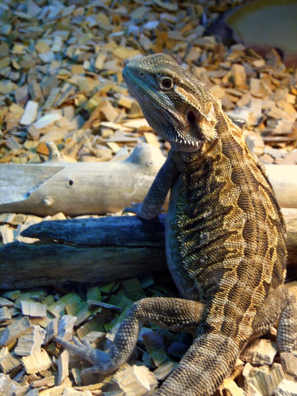 Оглянулась посмотреть.... - nadyasilyuk Вознюк