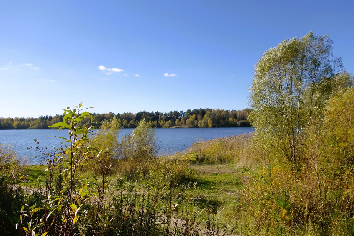 Побережье лесного озера - Рита Симонова