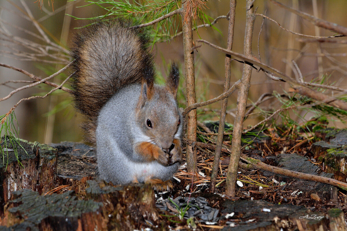 * - Александр Зуев