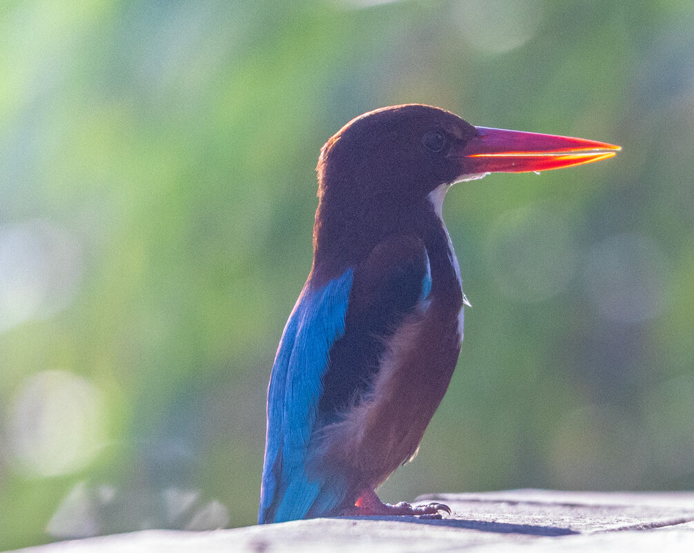 Я утро встречаю с расветом - Адик Гольдфарб