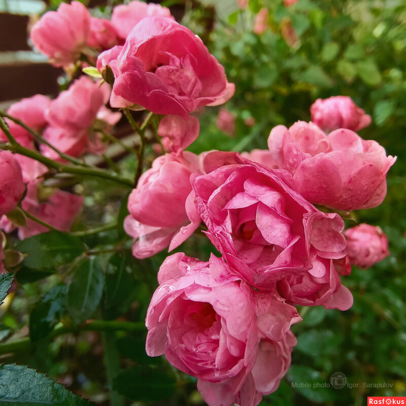 Миниатюрные розы - Игорь Сарапулов