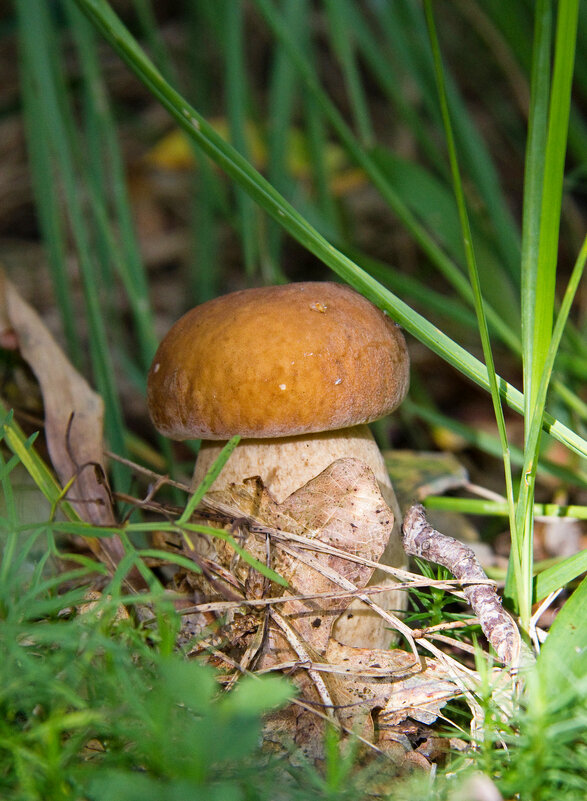 Крепыш. - Сергей Рожков