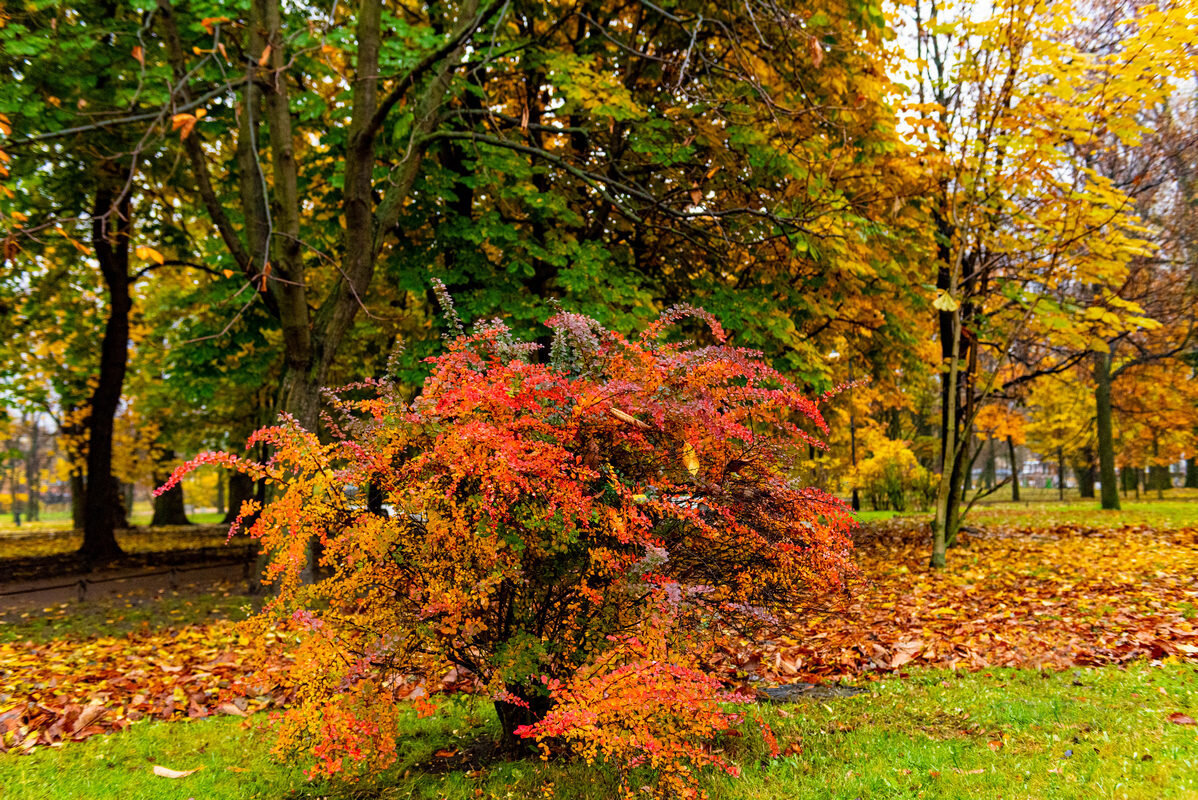 последние краски осени - Дмитрий Лупандин