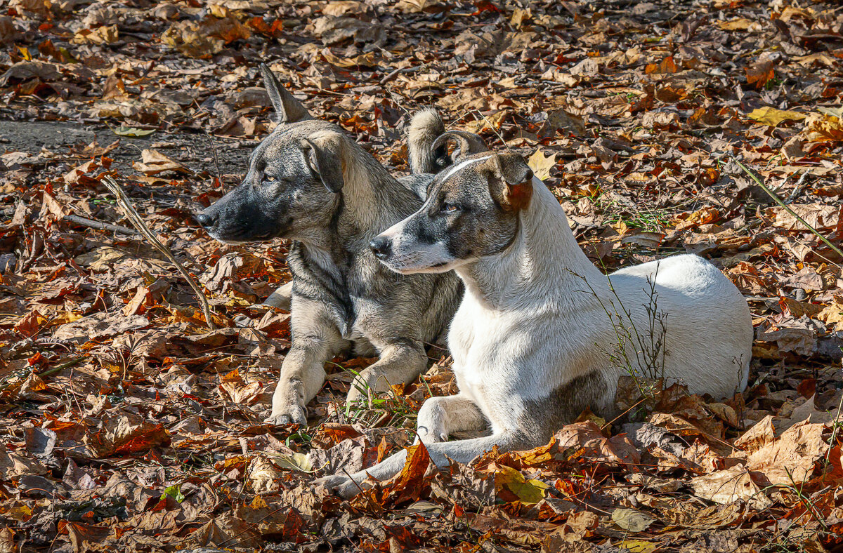 Жили два друга ... - Aleksey Afonin