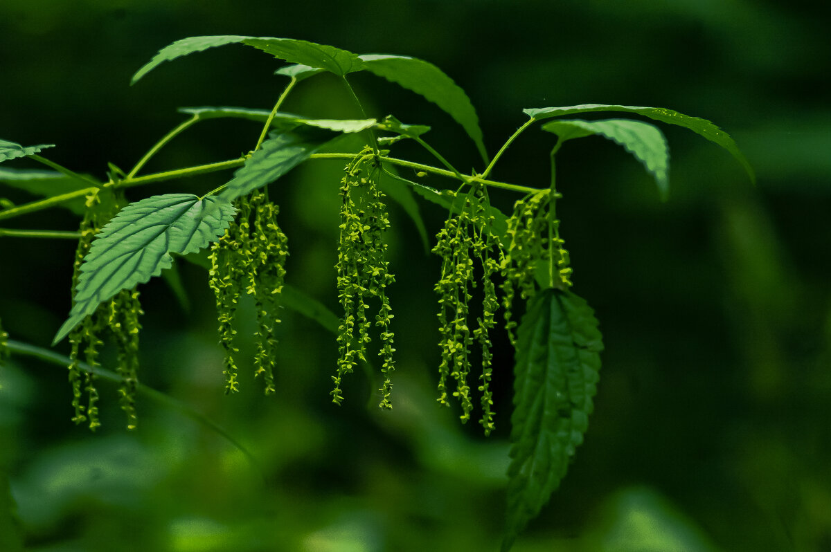 Цветущая крапива - mihail 