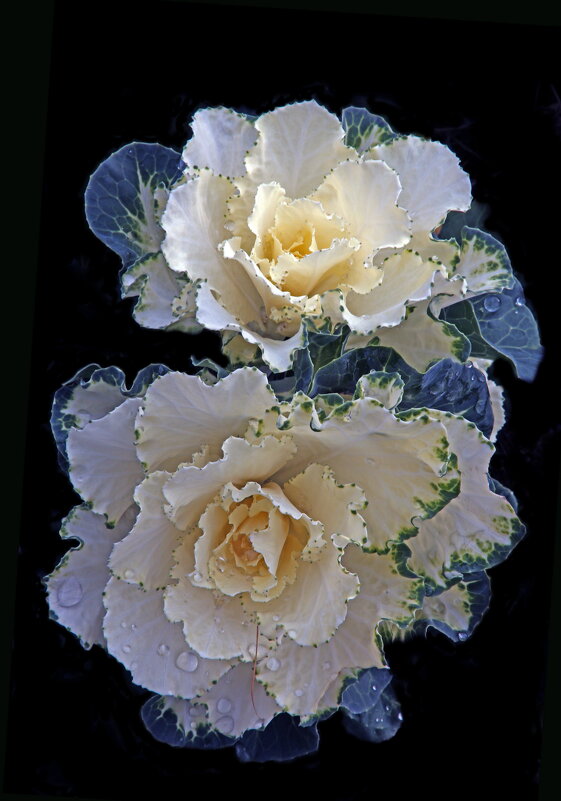 Ботсад МГУ 1 ноября - Михаил Бибичков