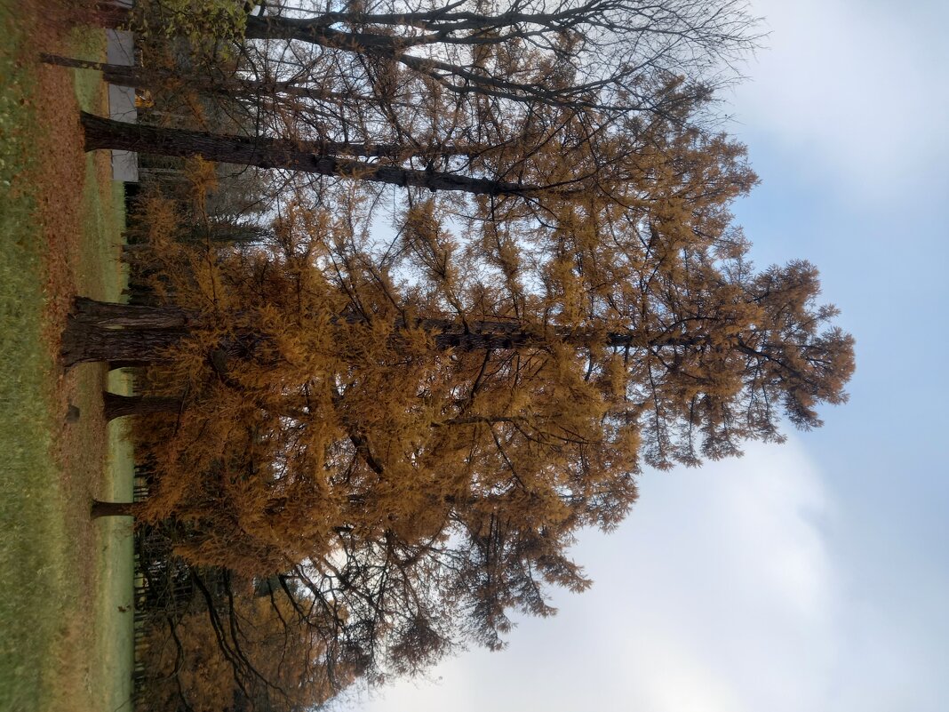 Осень - Сапсан 