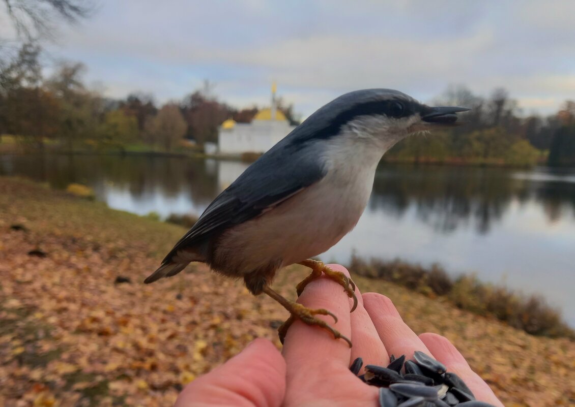 Поползень - Сапсан 