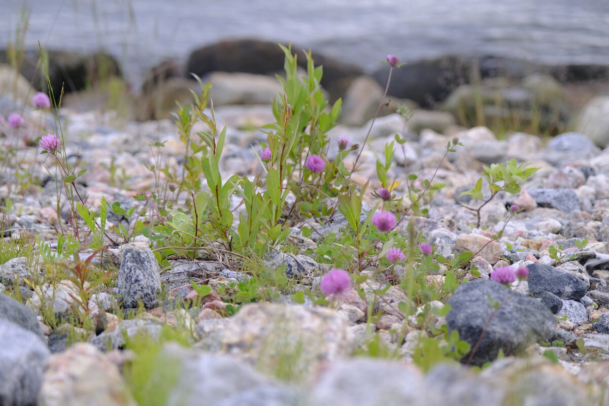 На пляже в андалакше - esadesign Егерев