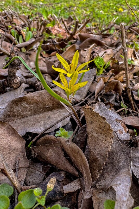 *** - Яна Горбунова