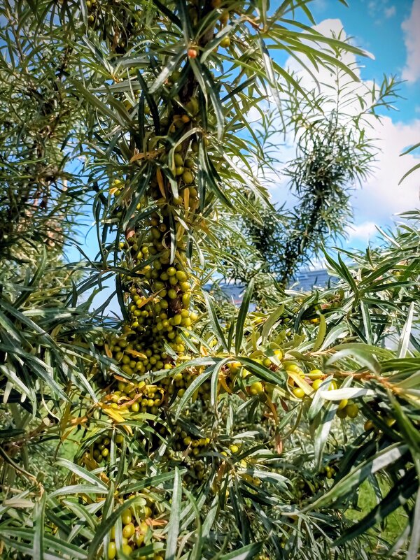 Прогулка по променаду Круизного терминала - Veera V