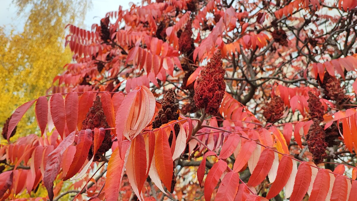 ,,, - Сергей Тимоновский ,,, - Сергей Тимоновский