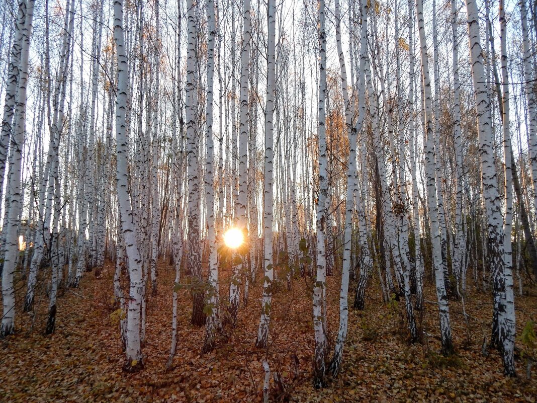 Выйди, Солнышко скорей : приласкай и обогрей! - Елена Хайдукова  ( Elena Fly )