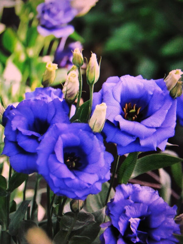 Во всей красе - Людмила Смородинская