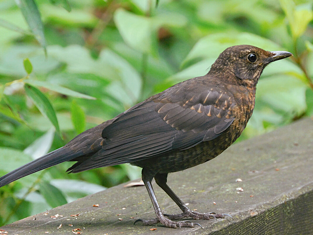 Молодой чёрный дрозд - Лина 
