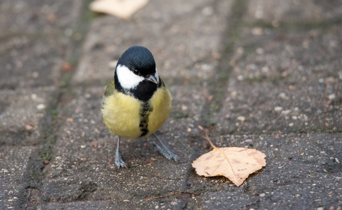 "Что это? Уже осень?" - Владимир Безбородов