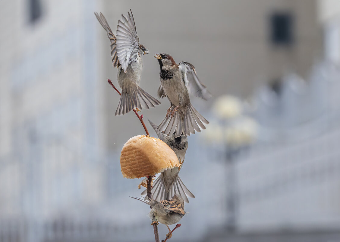 из жизни воробьев . - юрий макаров