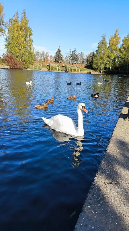 Октябрьский день на Крестовском. - Ольга 