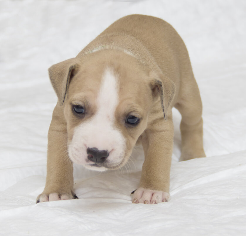 Щенок Питбуля - Дима Пискунов