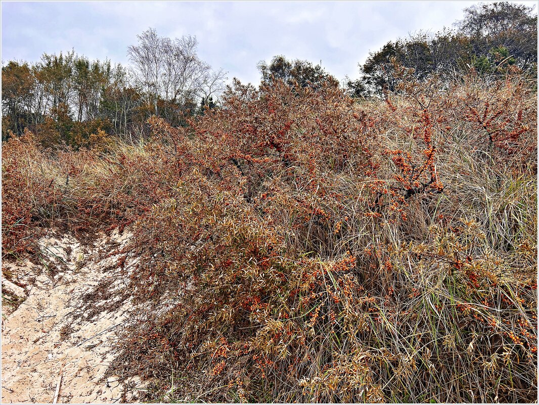 Заросли облепихи на берегу моря. - Валерия Комова Заросли облепихи на берегу моря. - Валерия Комова