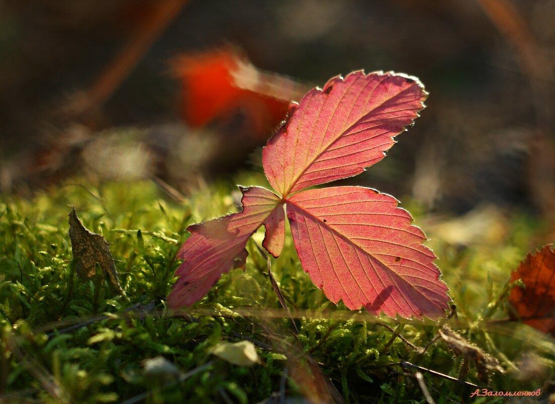 Этюды осени ушедшей... - Андрей Заломленков
