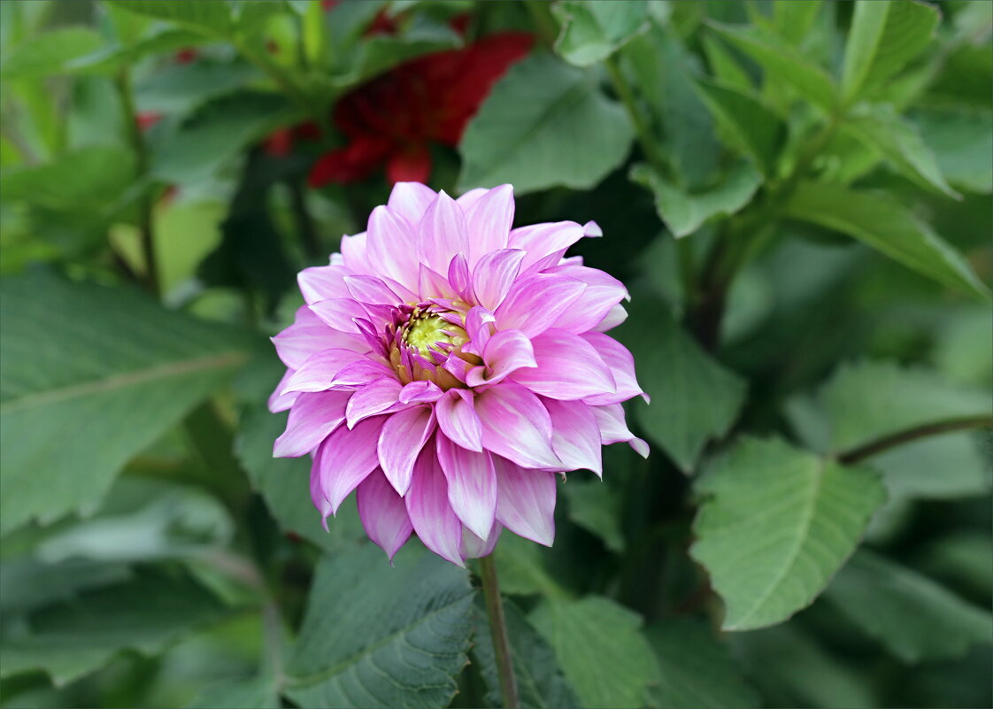 Георгин - ZNatasha -