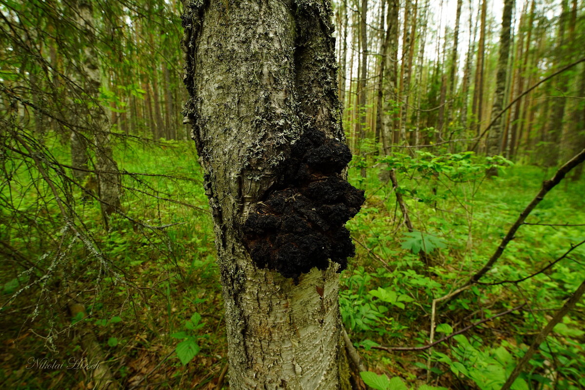 Чага... начало... - Николай Гирш