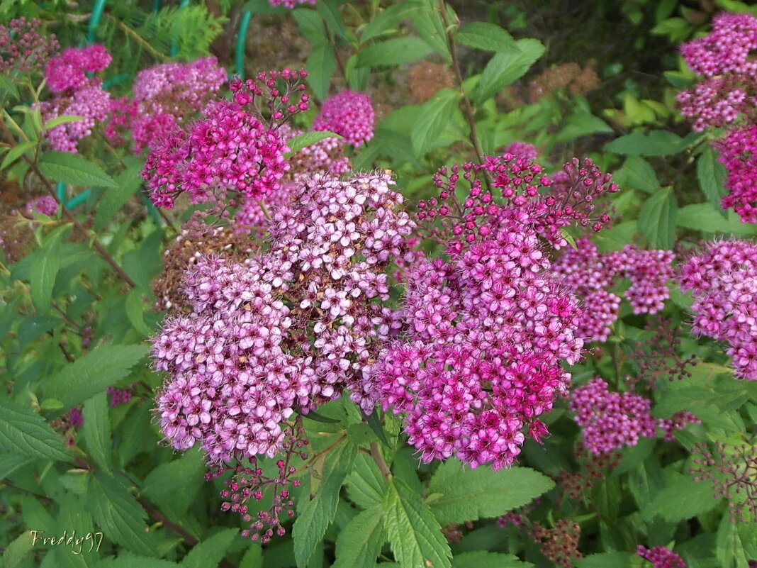 Спирея - Freddy 97