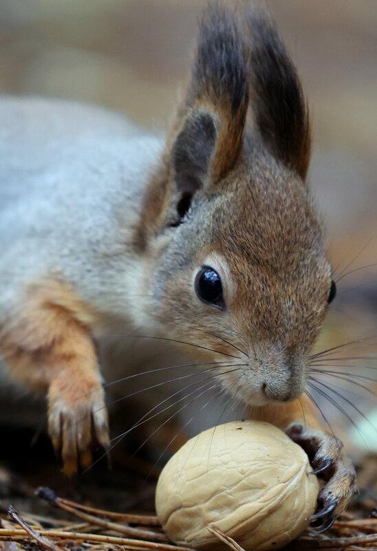 Пас - Александр Кондаков