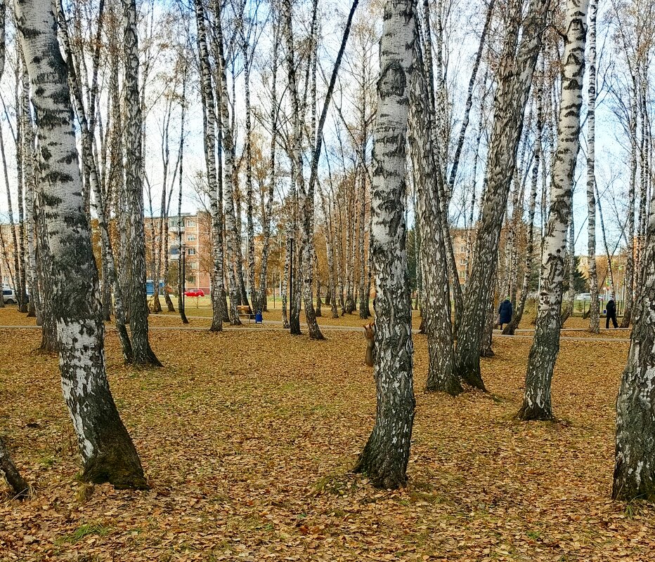 Парк с позолотой и белкой в конце октября . - Мила Бовкун