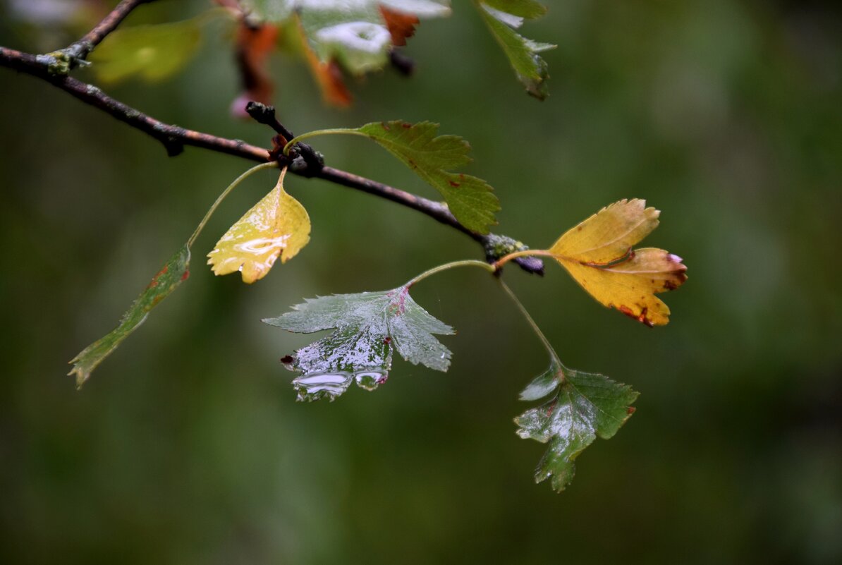 На Машуке облако 2 - Павленко Михаил 