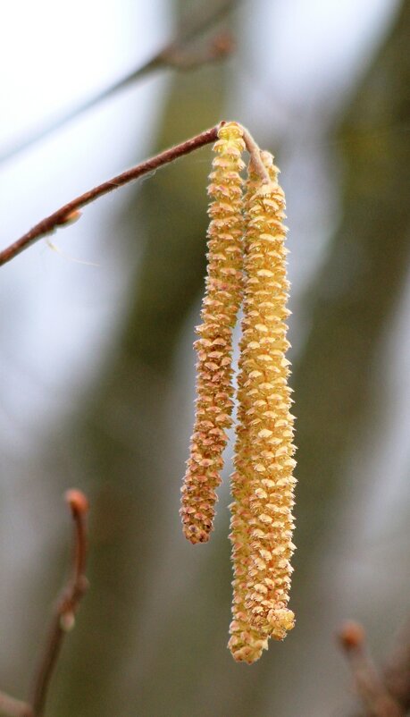 Сережка. - Сергей Рожков