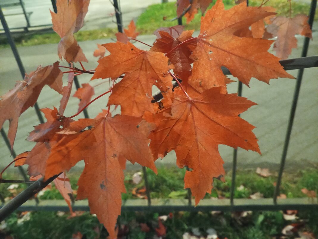 Клён - Сапсан 