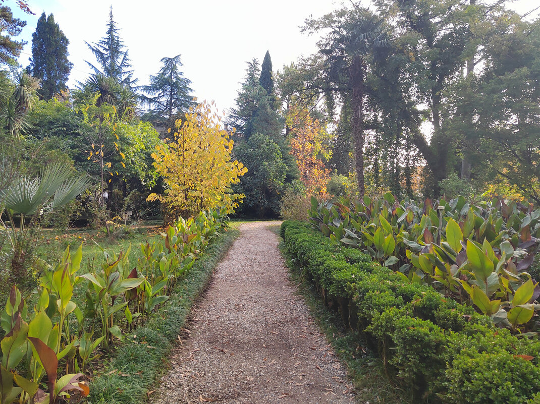Абхазия, Ботанический  сад,  дорожка. 31.10.2025. Автор Саша - Фотогруппа Весна