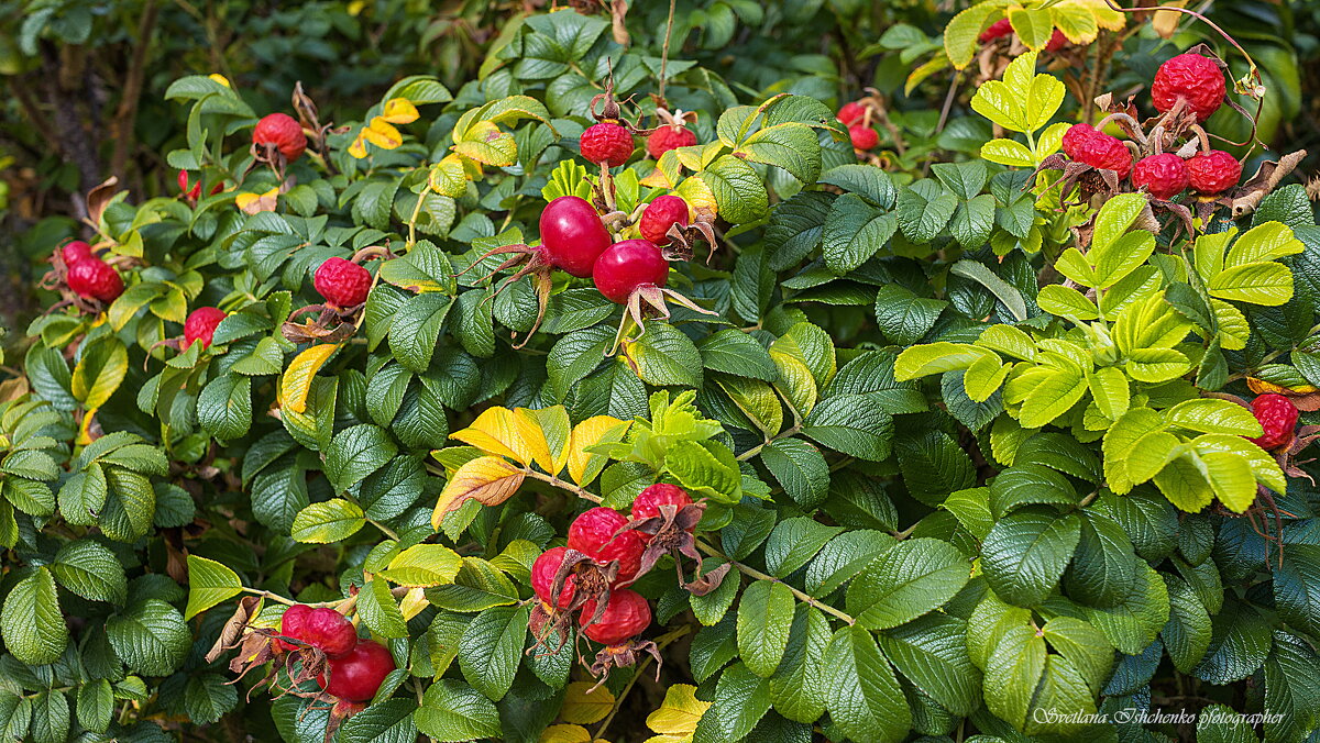 Шиповник в октябре - Светлана Ищенко