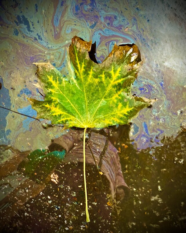 Осенний лист - mvictoriya 