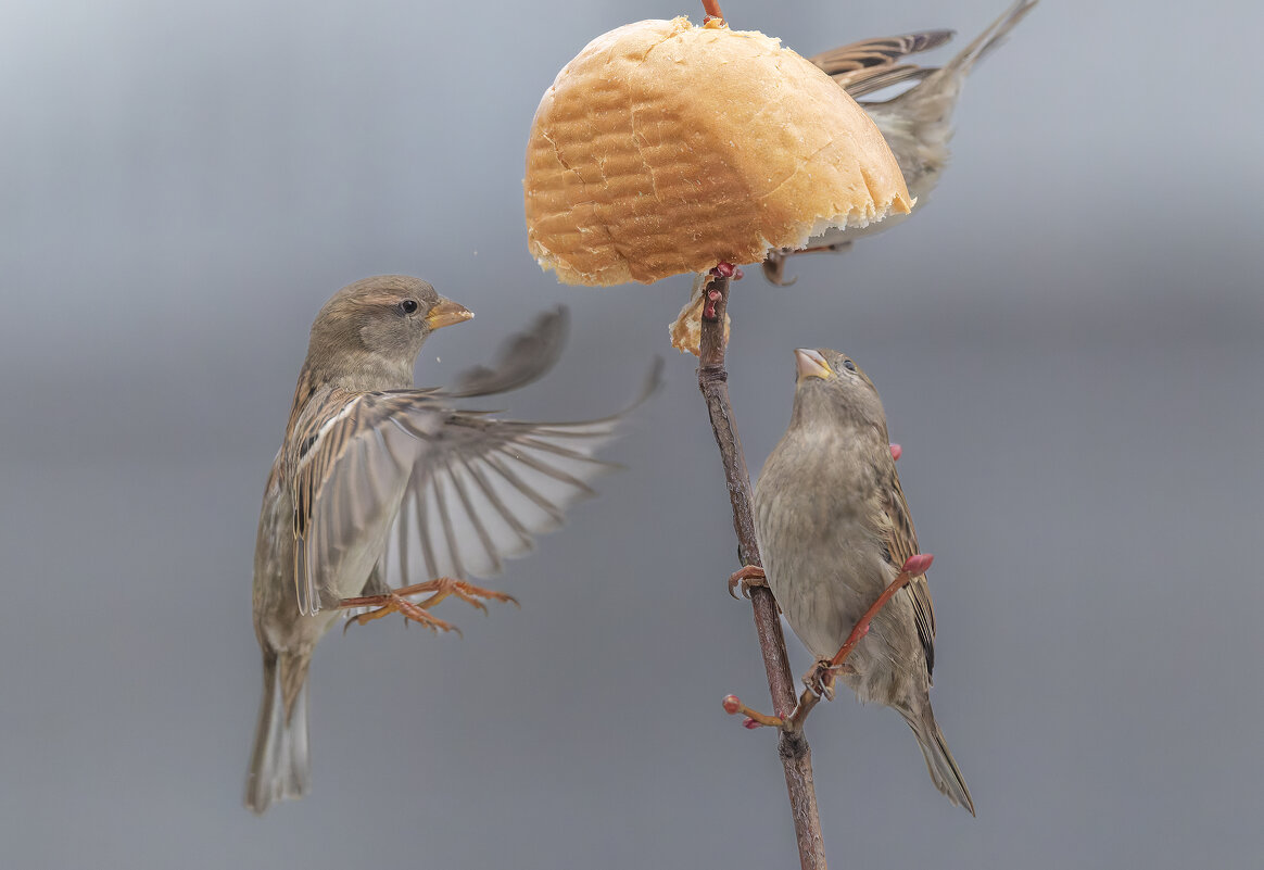 из жизни воробьев . - юрий макаров