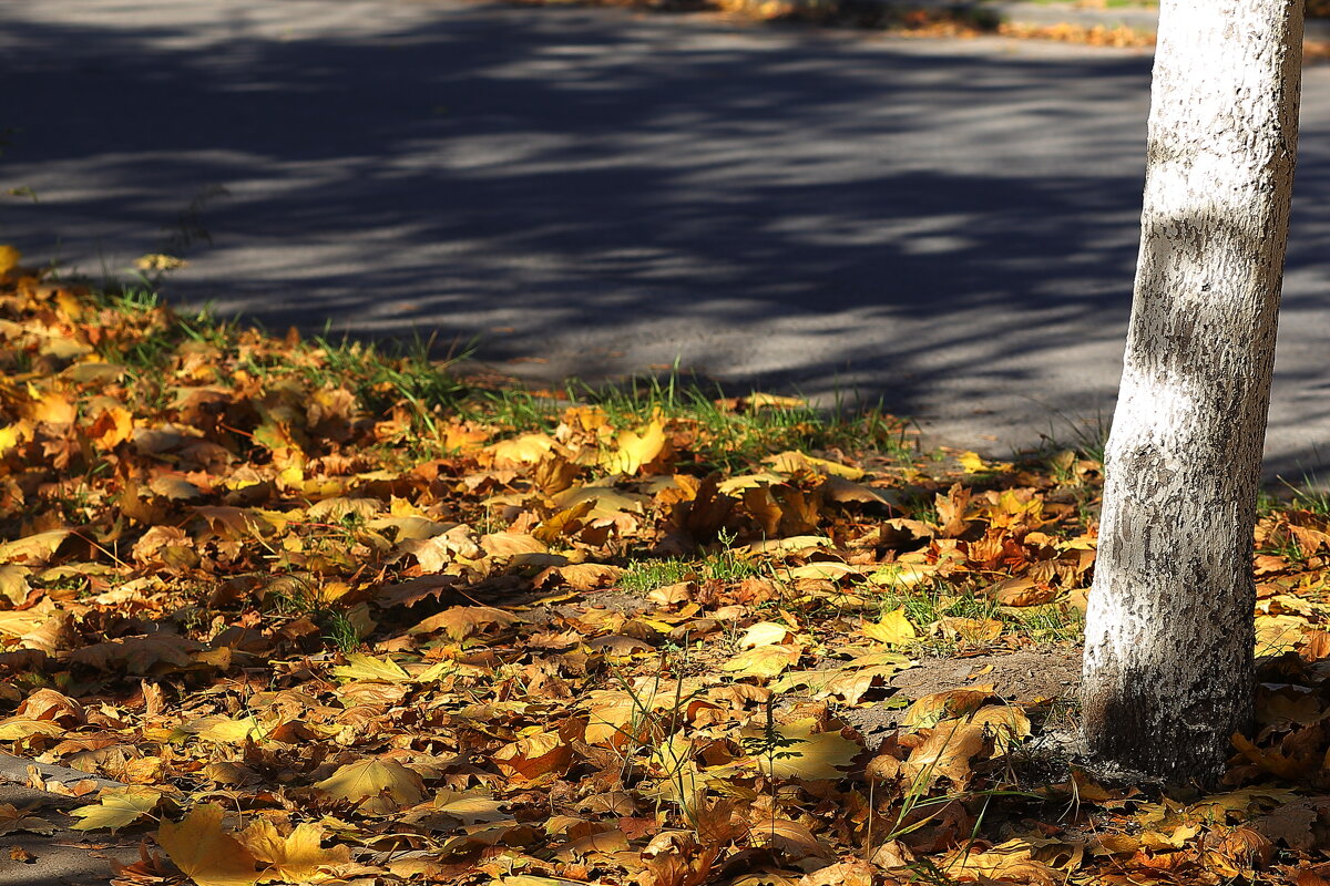 Листья жёлтые - Юрий Гайворонскiий